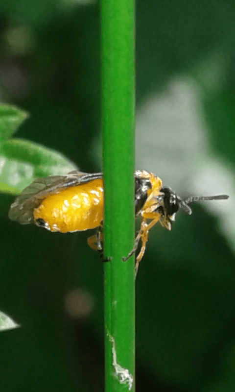 Tenthredinidae : Athalia sp.?